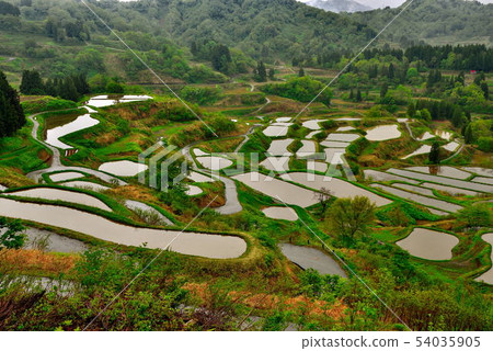Rice terraces Rice terraces 54035905