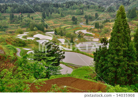 水稻梯田 54035908