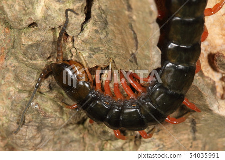 生物節肢動物Tobismukade，本州最大的種類，長約15厘米。我會敏捷地拜訪你 54035991