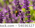 Lavender and bear 54036327