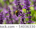 Lavender and bear 54036330
