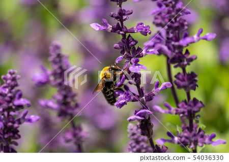 Lavender and bear Lavender and bear 54036330