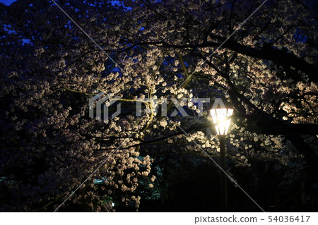 Light up of the Shichitanigawa cherry blossoms Light up of the Shichitanigawa cherry blossoms 54036417