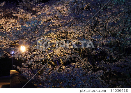 Light up of the Shichitanigawa cherry blossoms Light up of the Shichitanigawa cherry blossoms 54036418