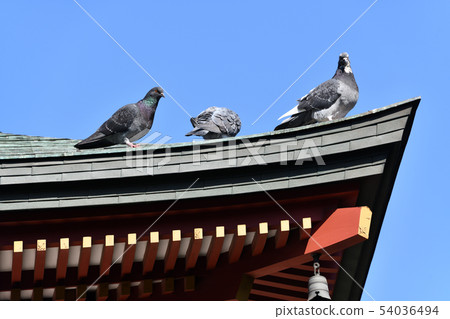 Cityscape New Year scenery of Asakusa area Cityscape New Year scenery of Asakusa area 54036494