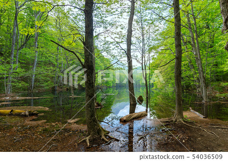 [青森縣十和田Mayu-numa] Naganuma-在森林中間的沼澤周圍的路徑 54036509