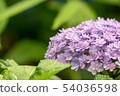 hydrangea   54036598