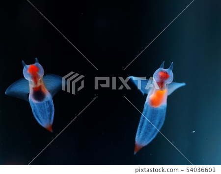 Shiretoko Fairy Clione Shiretoko Fairy Clione 54036601