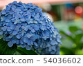 hydrangea   54036602