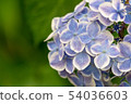 hydrangea   54036603