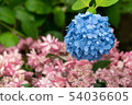 hydrangea   54036605