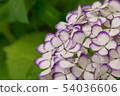 hydrangea   54036606