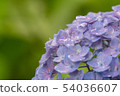 hydrangea   54036607