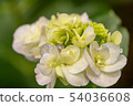 hydrangea   54036608