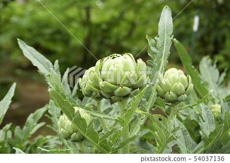 Artichoke (Artichoke, Globe artichoke, Scientific name: Cynara scoly 54037136