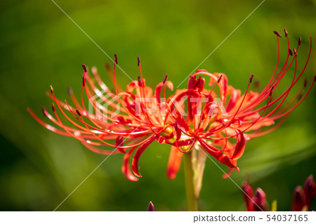 Autumn flower Autumn flower 54037165