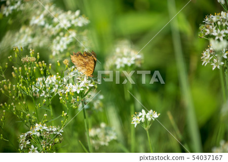 Kitateha butterfly on leek flower 54037167