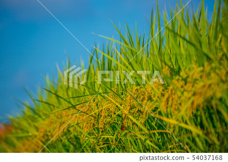 Fruitful autumn Fruitful autumn 54037168