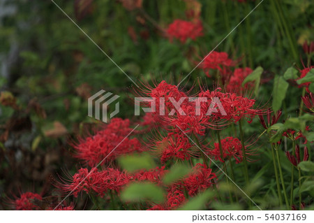 Autumn flowers cluster amaryllis 54037169