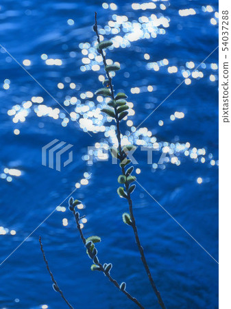 幾株小柳與江面閃閃發光的球體散景相映成趣 54037288