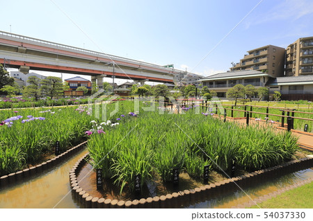 Horikiri Gion五顏六色的花蕾 Horikiri Gion五顏六色的花蕾 54037330
