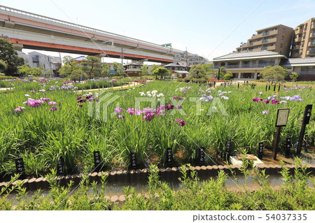 Horikiri Gion五顏六色的花蕾 Horikiri Gion五顏六色的花蕾 54037335