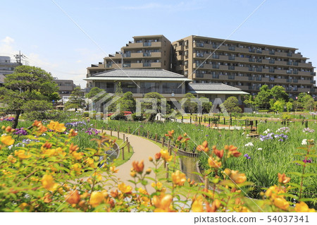 Horikiri Gion五顏六色的花蕾 54037341