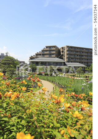 Horikiri Gion五顏六色的花蕾 54037344