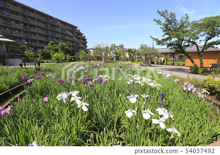 Horikiri Gion五顏六色的花蕾 54037492