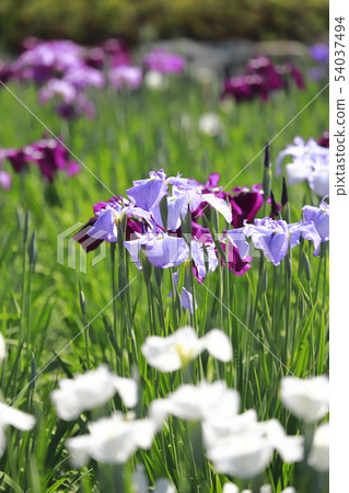 Horikiri Gion五顏六色的花蕾 Horikiri Gion五顏六色的花蕾 54037494