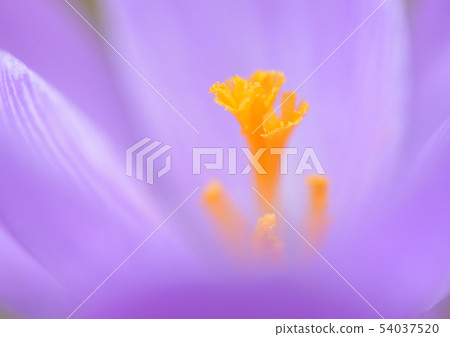 A macro shot of a single lilac wildflower, with orange stalks standing out vividly. A macro shot of a single lilac wildflower, with orange stalks standing out vividly. 54037520