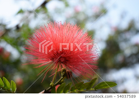 red flower  like Chinese paint brush in the garden 54037589