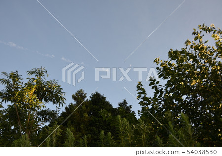 農村風光,稻田,水稻種植,藍天,涼爽的道路 農村風光,稻田,水稻種植,藍天,涼爽的道路 54038530