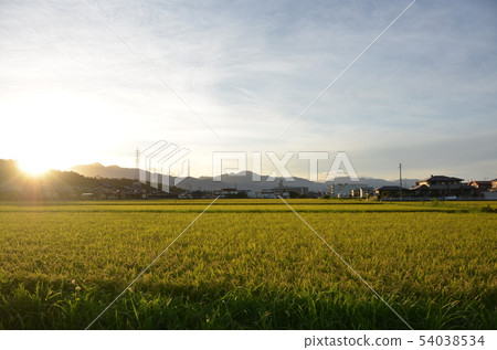 農村風光,稻田,水稻種植,藍天,涼爽的道路 農村風光,稻田,水稻種植,藍天,涼爽的道路 54038534