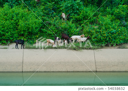 Herd of Goats walk to find eating Herd of Goats walk to find eating 54038632