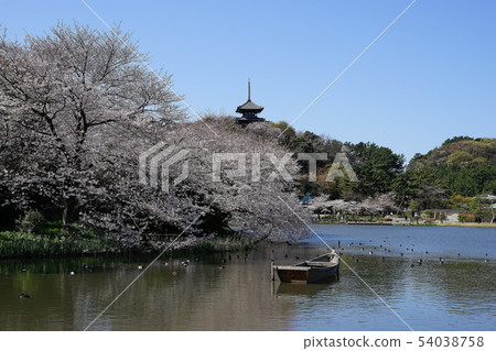 April Yokohama 422 full bloom cherry blossoms and the triple tower Sankeien April Yokohama 422 full bloom cherry blossoms and the triple tower Sankeien 54038758