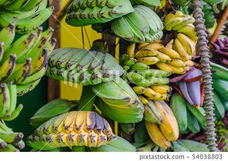 Many kind of bananas are nicely set and displayed Many kind of bananas are nicely set and displayed 54038803