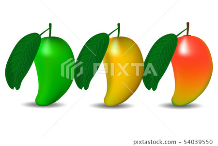 colorful mango on the white background 54039550