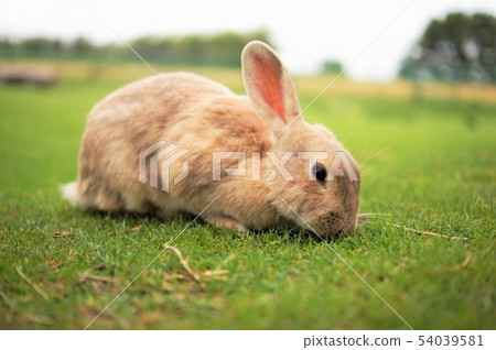 Rabbit  54039581
