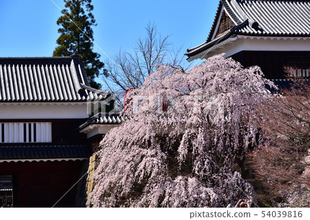 Sakura Ueda Castle Ruins Nagano 54039816