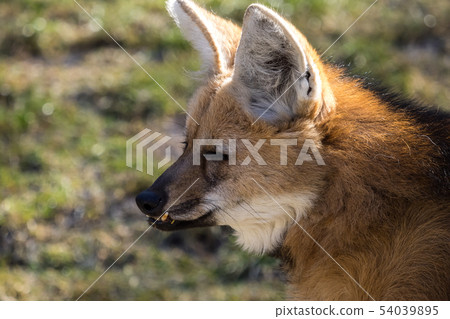 The Maned Wolf, Chrysocyon brachyurus is the largest canid of South America 54039895