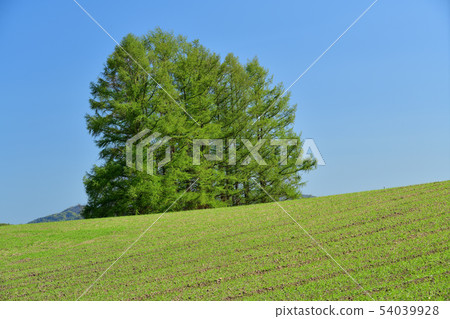 Shot the spring landscape of wheat fields and trees in the clear area of Atsusawa, Hokkaido 54039928