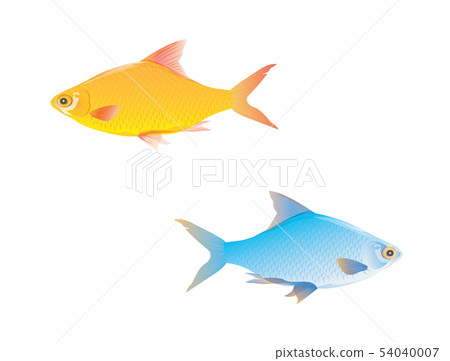 freshwater fish vector design freshwater fish vector design 54040007