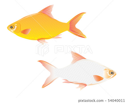 freshwater fish vector design freshwater fish vector design 54040011