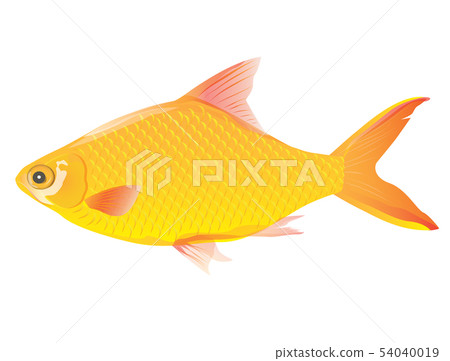 freshwater fish vector design freshwater fish vector design 54040019