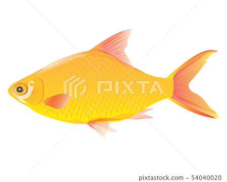 freshwater fish vector design 54040020