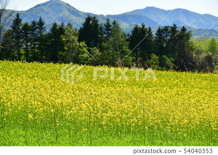 在晴朗的Asukabe地區拍攝油菜花盛開的春天風景 在晴朗的Asukabe地區拍攝油菜花盛開的春天風景 54040353