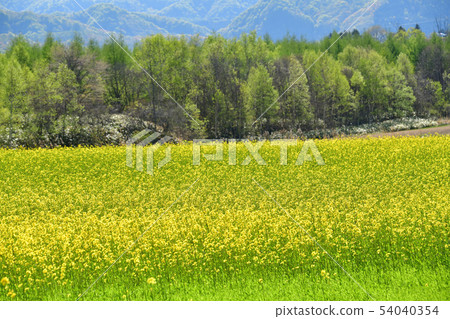 在晴朗的Asukabe地區拍攝油菜花盛開的春天風景 在晴朗的Asukabe地區拍攝油菜花盛開的春天風景 54040354
