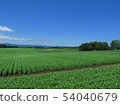 A field in Memanbetsu 54040679