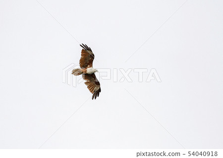 Red eagle fly on the sky in nature at thailand 54040918